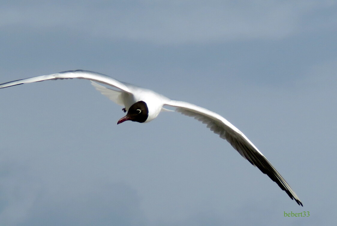 une mouette qui ...