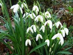                                   "LES PREMIERES FLEURS DU JARDIN & LES :ESQNGES