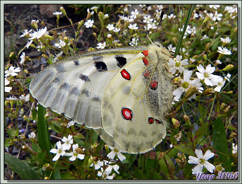  Papillon Apollon (Parnassius apollo) - Varrados - Val d'Aran - Espagne  (Faune)