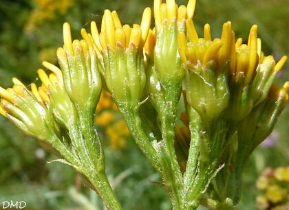 Senecio adonidifolius = Jacobaea adonifolia - séneçon à feuilles d'adonis