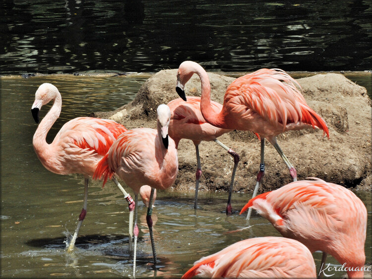 Photo Flamant du Chili (Zoo de la Palmyre)