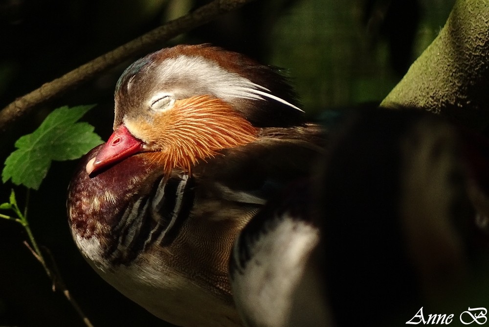 Mandarin