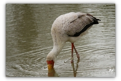 Tantale ibis - Sigean