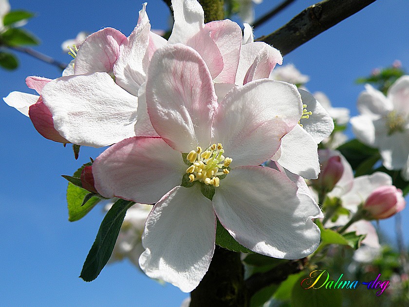 fleurs de pommier