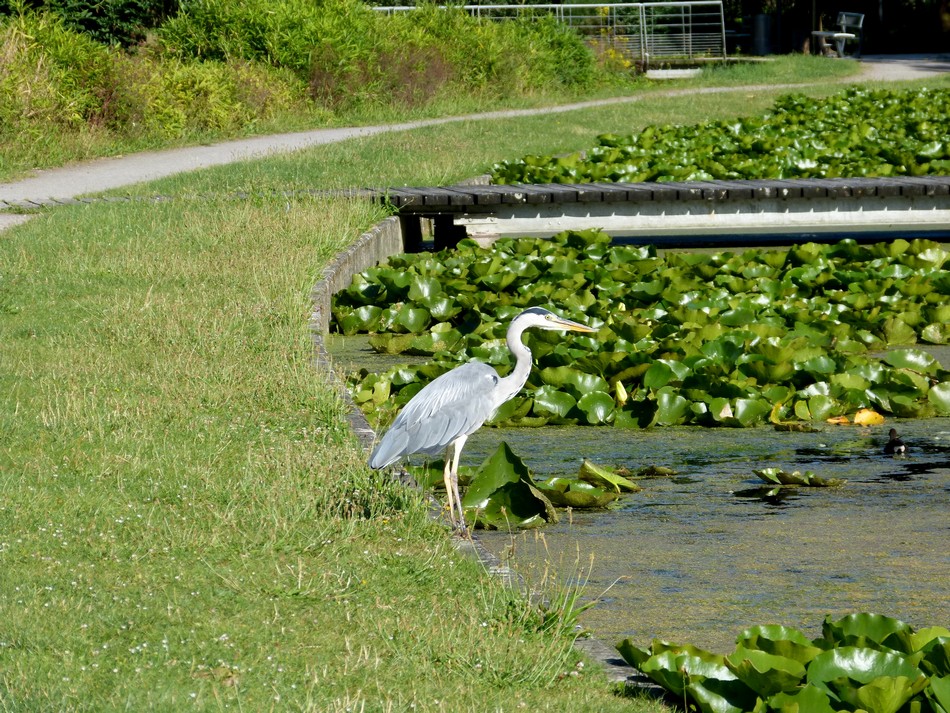 Le héron du Parc St-Pierre