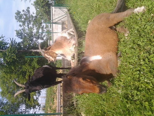 Mes animaux