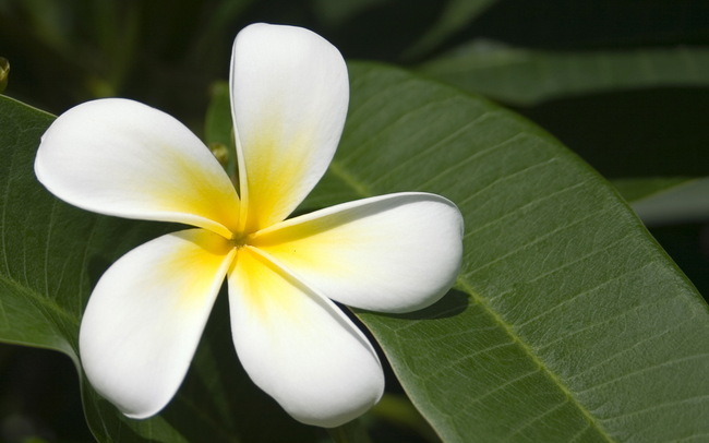 Images de fleurs