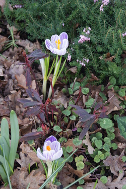 Crocus de printemps