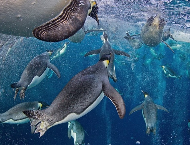 Photo de pingouins du Canadien Paul Nicklen