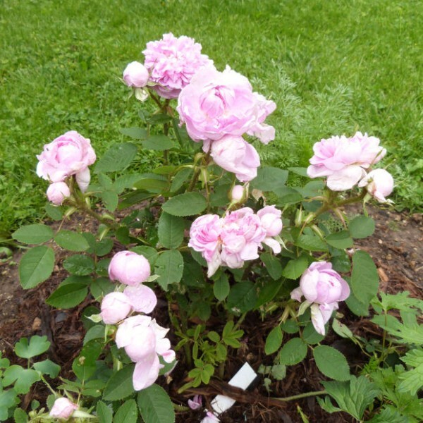 rosier-soupert-et-notting---juin-2014---premiere-floraison.jpg