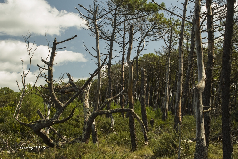 les landes c'est aussi celà...