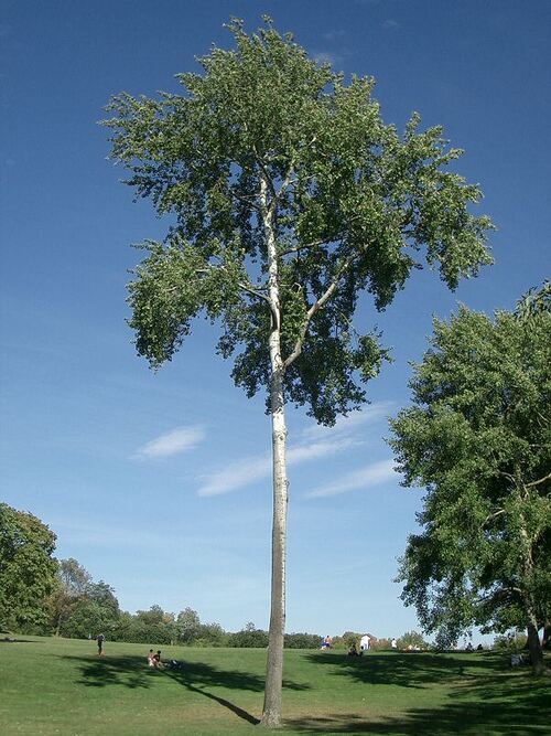 Vertus médicinales des arbres : Tremble