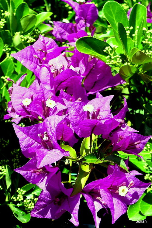 Couleur d'un bougainvillier