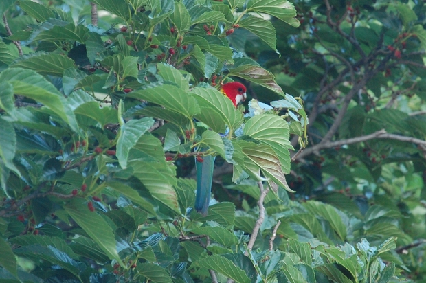 oiseau20juina