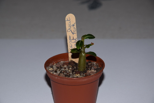 Adenium Arabicum Desert Night Fork à 5 mois