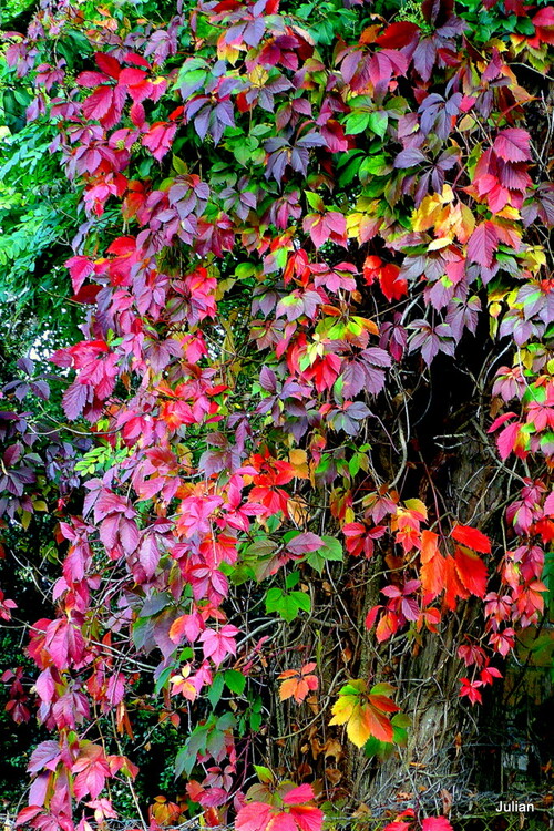 Les feuilles rouges de la vigne vierge