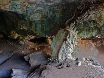 Le tronc de lierre qui semble soutenir la dalle au dessus de la grotte
