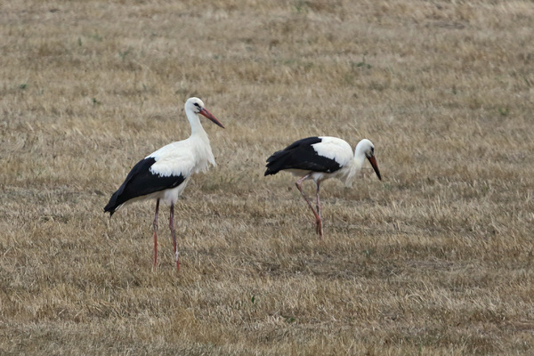 Cigogne blanche - Serches