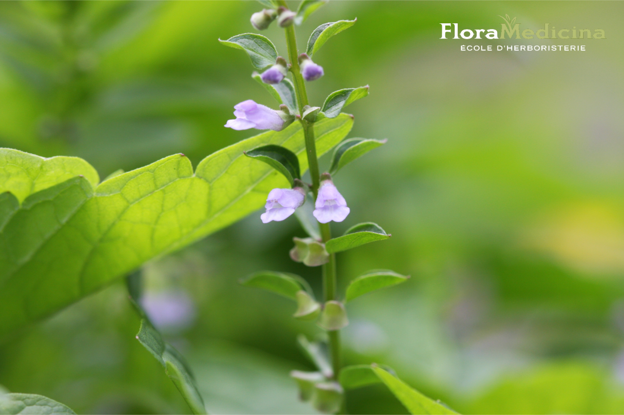 Scutellaire - Scutellaria lateriflora | FloraMedicina