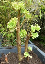aéoniums arborum subsp korneliuslemsii