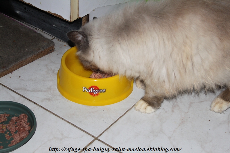 Repas de Noël pour  nos chats ...