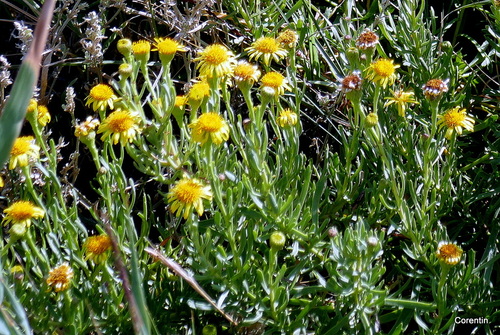 Des fleurs sauvages jaunes