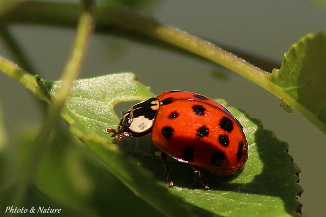 coccinelle