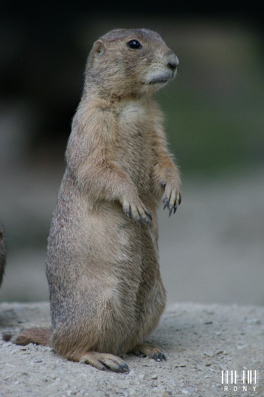 Chien de prairie