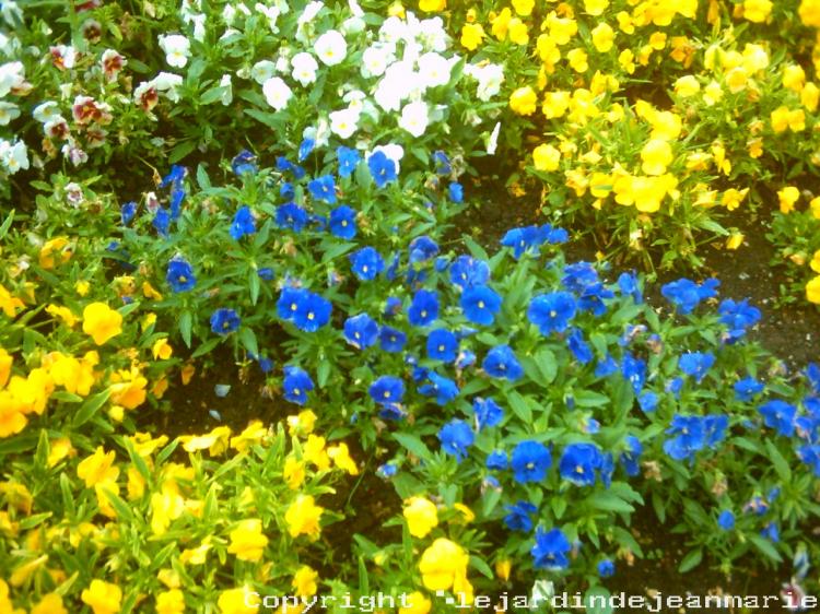 et oui nous voila bientôt au mois de Mai ;alors il faut faire les massifs d’été donc il faut arracher ces massifs d'hiver c'est bien dommage car c'est maintenant qu'ils sont la le plus beau