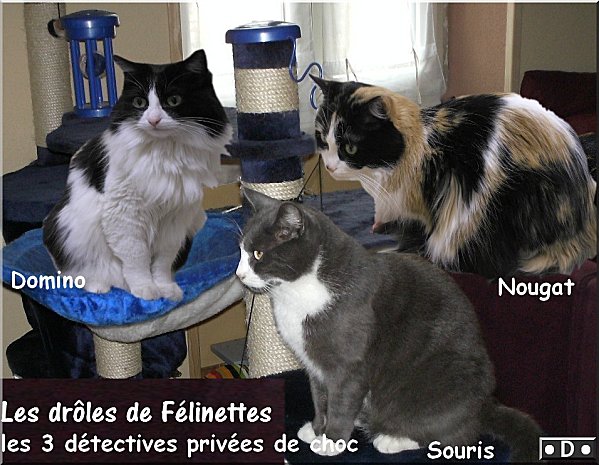 les-3-felinettes-de-choc.jpg