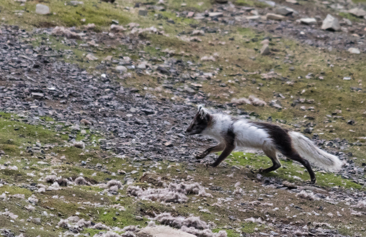 Le renard, encore lui