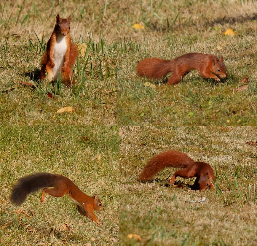 L'écureuil aux quatre saisons
