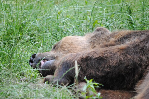 (4) L'ours brun.