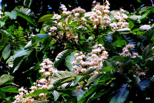 Jolies fleurs du marronnier 