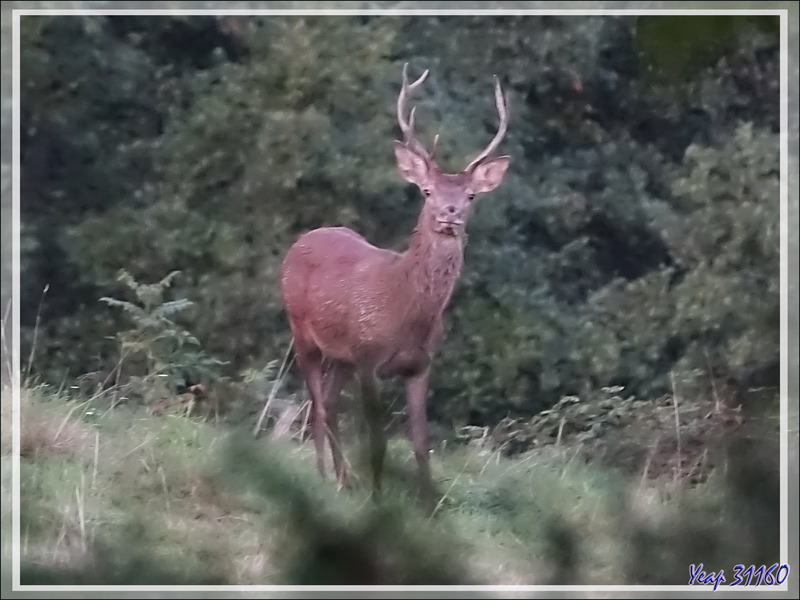 27/09/2019 : brame du cerf observé entre 7 h 15 et 8 h 15 - Lartigau - Milhas - 31