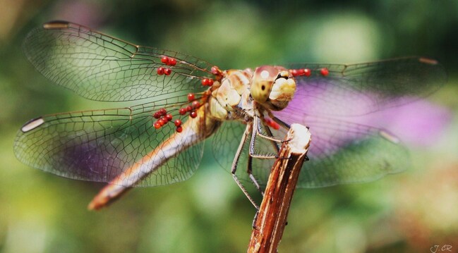 Sympetrum vulgatum