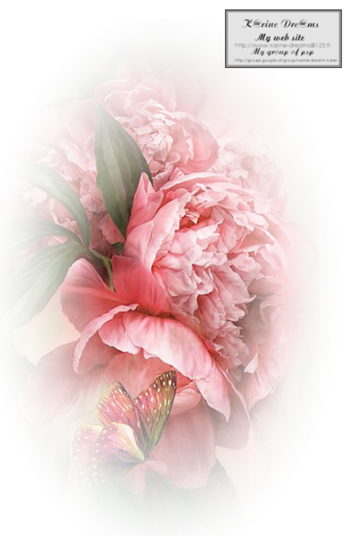 douceur rose  tube de Chris Pastel