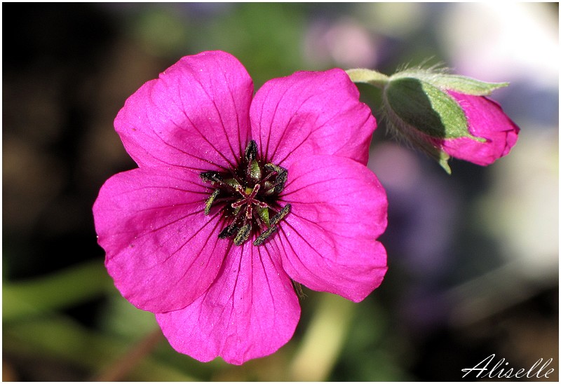 Géranium vivace rose