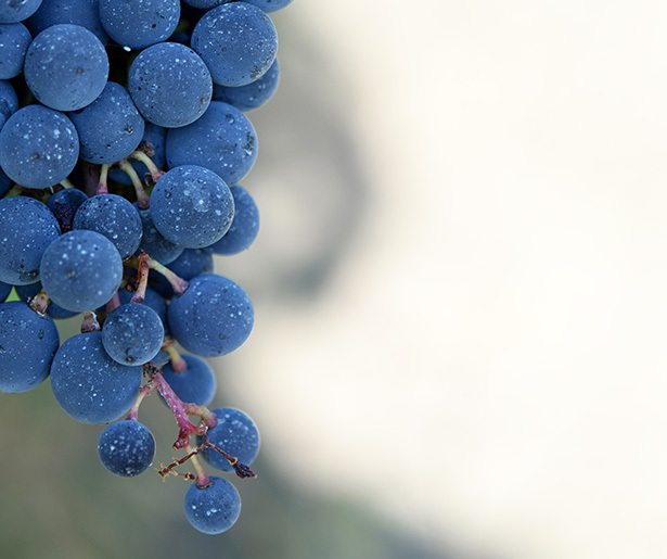 raisin fruit de saison automne octobre