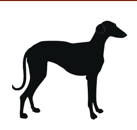 galgo.png