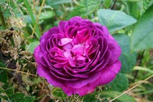 Roses Anciennes - Au nom de la Rose