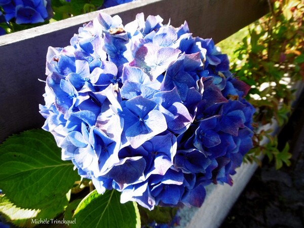 Des fleurs dans mon village, le 14 juillet...