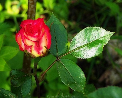 fond ecran rose panache002-1280