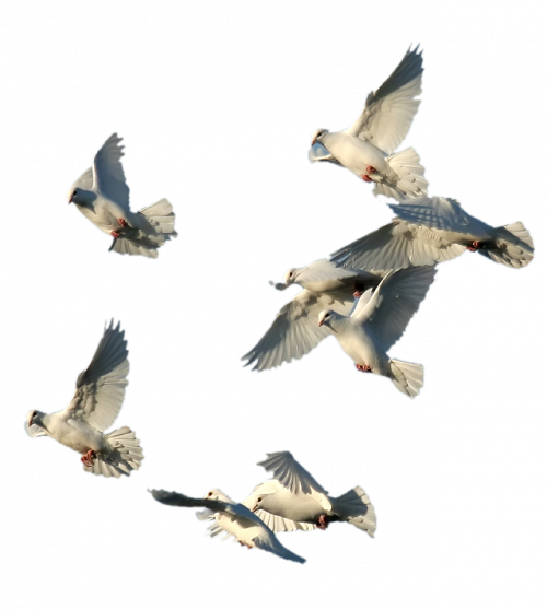 Tubés állatos képek