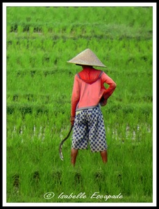 06 Août 2014 - Ubud... les rizières toujours trop belles...