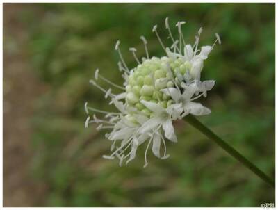 Céphalaire à fleurs blanches