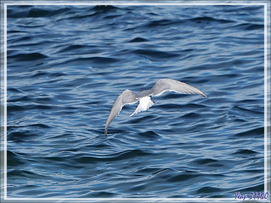 Quelques oiseaux de l'île Ytre Norskoya - Svalbard - Norvège