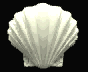 coquilles-007.gif