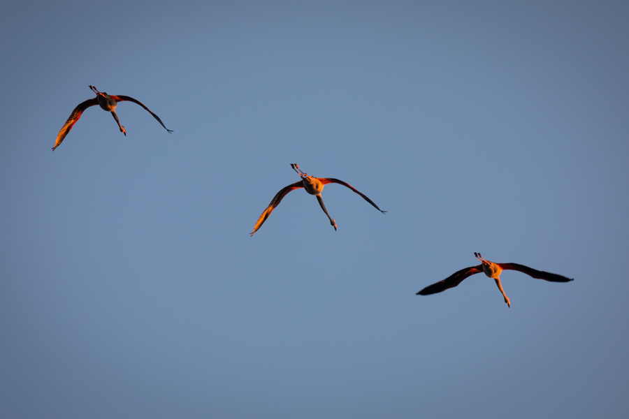 vol de flamants roses