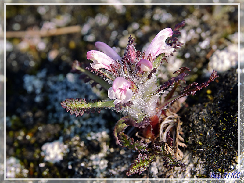 Pédiculaire hirsute, Hairy lousewort, Ugjunnait (Pedicularis hirsuta) - Dundas Harbour - Nunavut - Canada